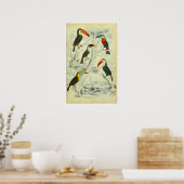 トゥーカン – ヴィンテージプリント ポスター (キッチン)