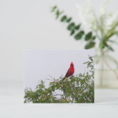 トゥーソン州メスキート・ツリーの北（鳥）ショウジョウコウカンチョウ ポストカード (スタンド正面)