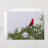 トゥーソン州メスキート・ツリーの北（鳥）ショウジョウコウカンチョウ ポストカード (正面/裏面)