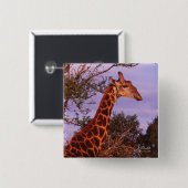 トゥータ，ボツワナのキリン，ボタン 缶バッジ (正面&裏面)