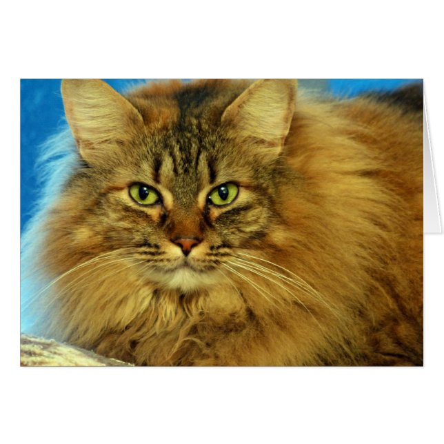 トゥートルズ (正面横)