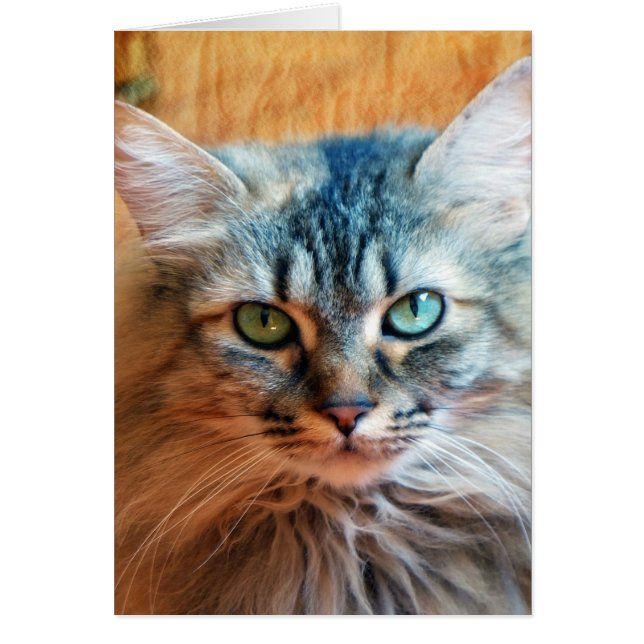 トゥートレ恋しく思ス (正面)