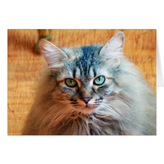 トゥートレ恋しく思ス (正面横)