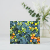 トウガラシの植物 ポストカード (スタンド正面)