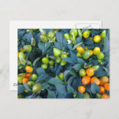 トウガラシの植物 ポストカード (正面/裏面)