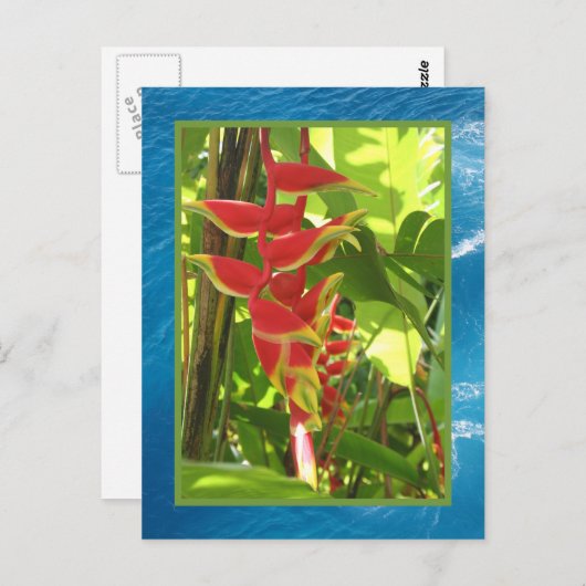 トウガ ポストカード (正面/裏面)