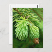 トウシンソウ ポストカード (正面/裏面)