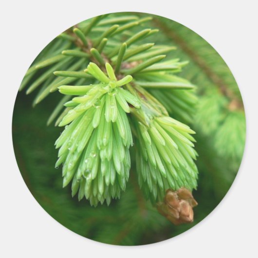 トウシンソウ ラウンドシール (正面)