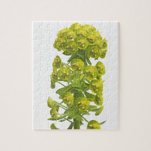トウダイグサ属 ジグソーパズル (縦)