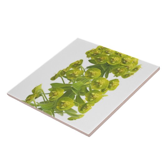 トウダイグサ属 タイル (側面)