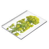 トウダイグサ属 ノートブック (左側)