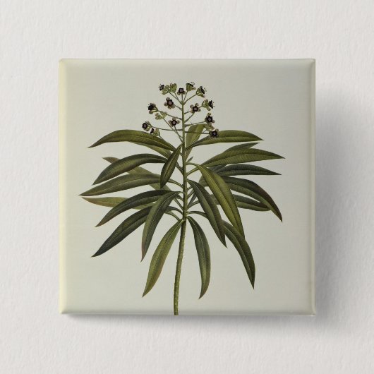 トウダイグサ属Mellifera 缶バッジ (正面)