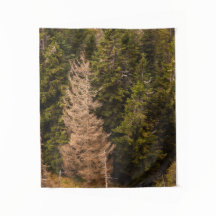 トウヒの古い誇りを持った木