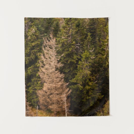 トウヒの古い誇りを持った木 タペストリー (正面)