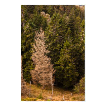 トウヒの古い誇りを持った木