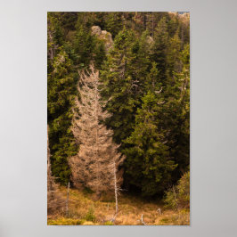 トウヒの古い誇りを持った木 ポスター