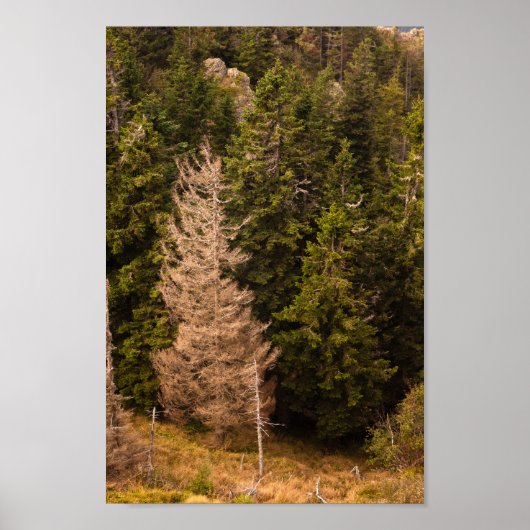 トウヒの古い誇りを持った木 ポスター (正面)