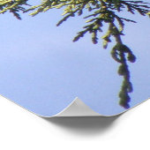 トウヒの木にスターリングプリント ポスター (角)