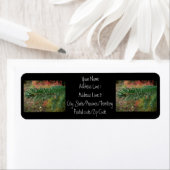 トウヒの枝の水滴 ラベル (インサイチュ)