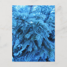 トウヒの枝は霜の結晶で覆われている