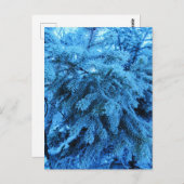 トウヒの枝は霜の結晶で覆われている ポストカード (正面/裏面)
