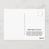 トウヒの雄 ポストカード (裏面)