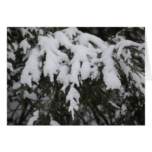 トウヒ (正面横)