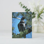 トウヒ、オス ポストカード (スタンド正面)