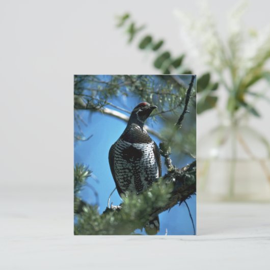 トウヒ、オス ポストカード (スタンド正面)