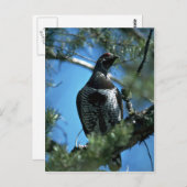 トウヒ、オス ポストカード (正面/裏面)