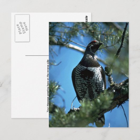 トウヒ、オス ポストカード (正面/裏面)