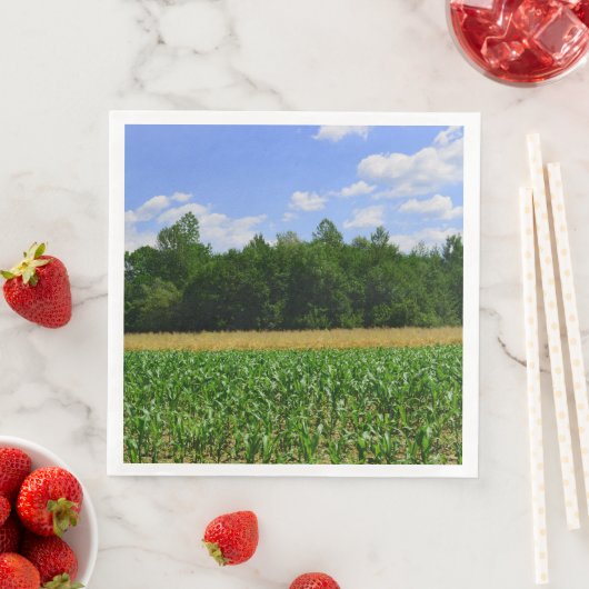 トウモロコシと小麦の畑と青い空の農村風景 (インサイチュ)