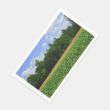 トウモロコシと小麦の畑と青い空の農村風景