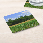 トウモロコシと小麦の畑と青い空の農村風景 スクエアペーパーコースター (アングル)