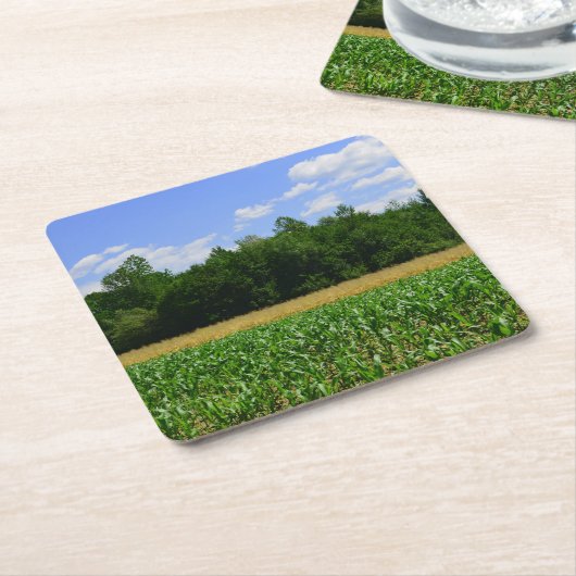 トウモロコシと小麦の畑と青い空の農村風景 スクエアペーパーコースター (アングル)