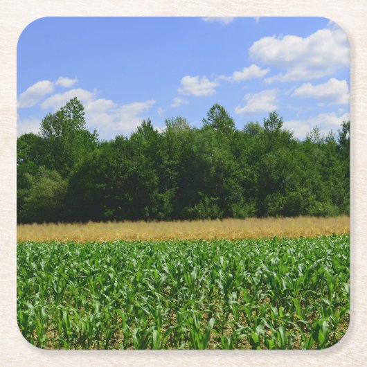 トウモロコシと小麦の畑と青い空の農村風景 スクエアペーパーコースター (正面)
