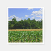 トウモロコシと小麦の畑と青い空の農村風景