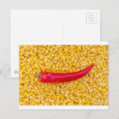 トウモロコシのパプリカ ポストカード (正面/裏面)