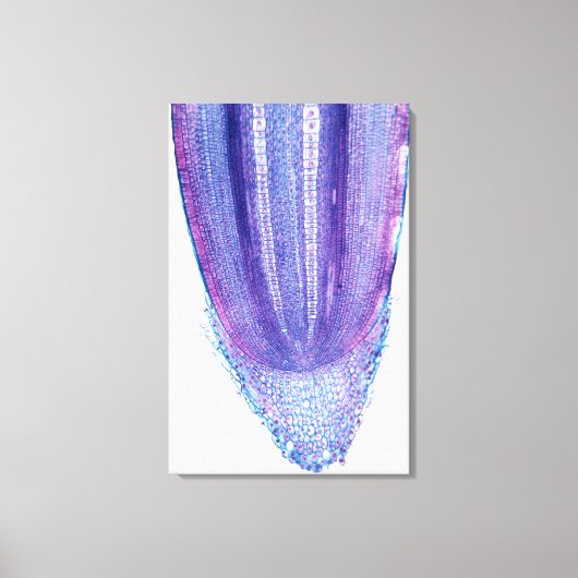 トウモロコシの根先 キャンバスプリント (正面)