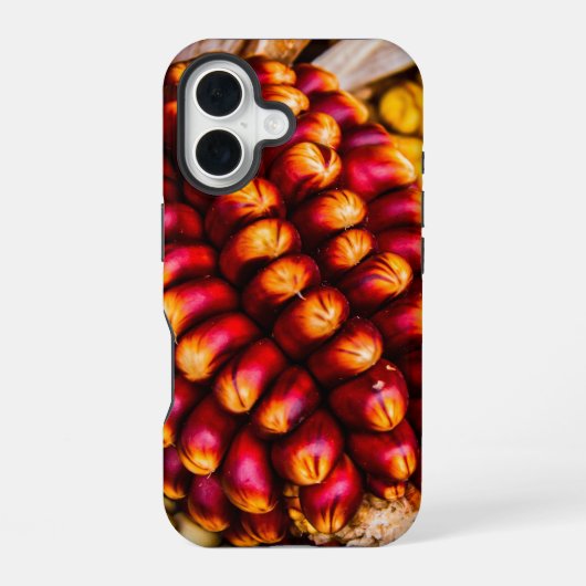 トウモロコシの穂軸 iPhone 16ケース (裏面)