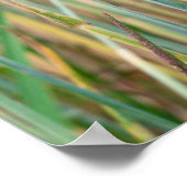 トウモロコシの花が咲く夏用小麦畑 ポスター (角)