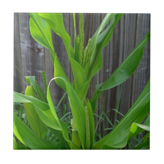 トウモロコシの茎 タイル (正面)