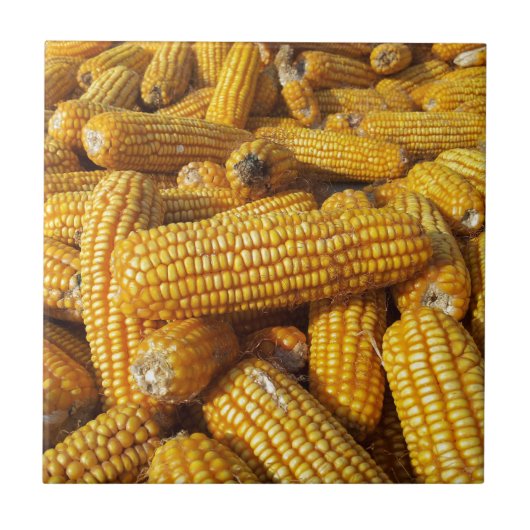 トウモロコシ収穫 タイル (正面)