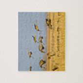 トウモロコシ畑に上陸する砂丘クレーン ジグソーパズル (縦)