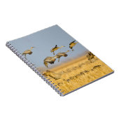 トウモロコシ畑に上陸する砂丘クレーン ノートブック (右側)