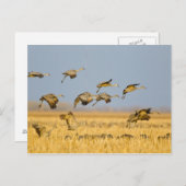 トウモロコシ畑に上陸する砂丘クレーン ポストカード (正面/裏面)