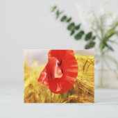 トウモロコシ畑のケシ ポストカード (スタンド正面)