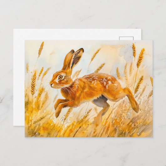 トウモロコシ畑の水の色の絵を描ウサギ ポストカード (正面/裏面)