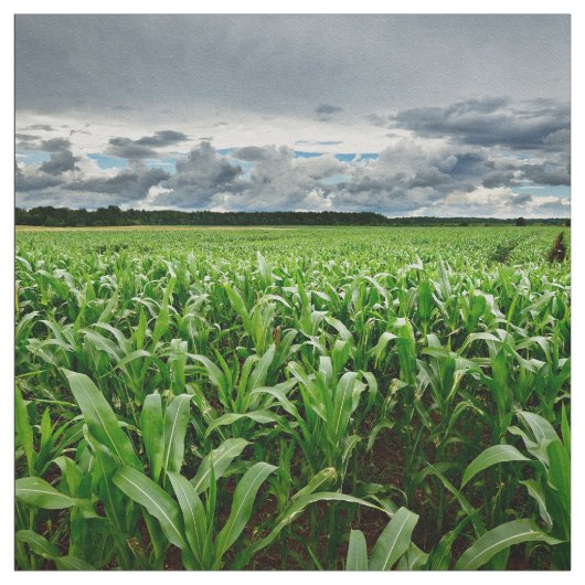 トウモロコシ畑 ファブリック (見本)