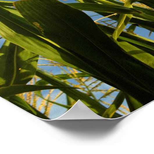 トウモロコシ畑 ポスター (角)